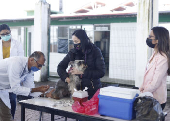 Encabeza el DIF Municipal Jornada de Vacunación Antirrábica