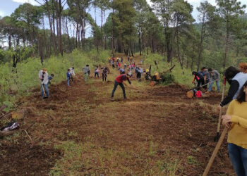 Rehabilitación y mantenimiento de brechas cortafuego en el cerro de la Cruz