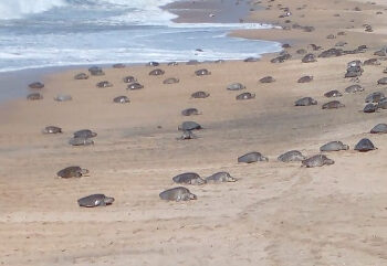 Llega nueva arribazón de tortugas a Ixtapilla
