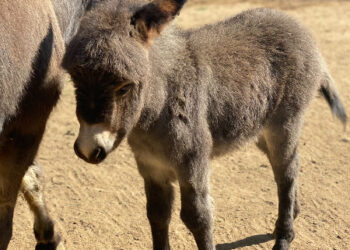 Nace cría de burro africano en Zoológico de Morelia