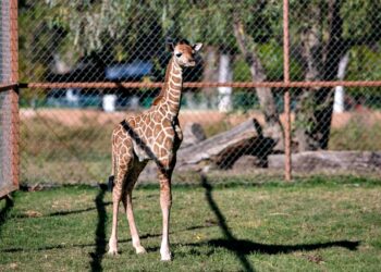 Nace jirafa en el Zoológico de Morelia