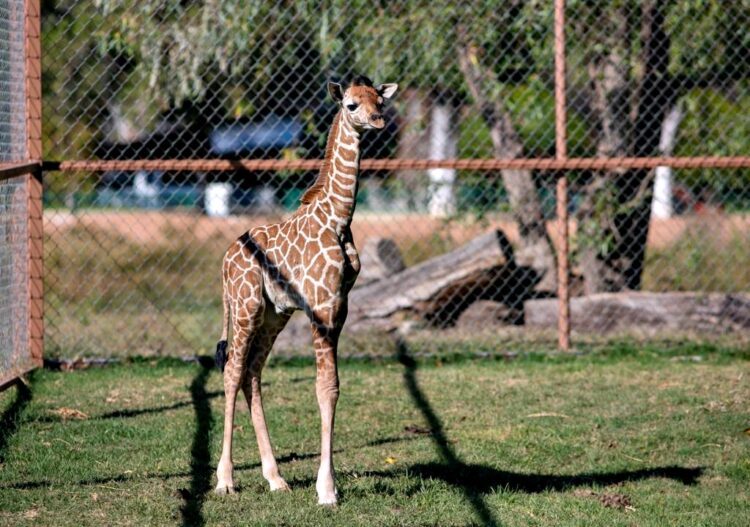Nace jirafa en el Zoológico de Morelia