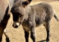 Nace cría de burro africano en el Zoológico de Morelia