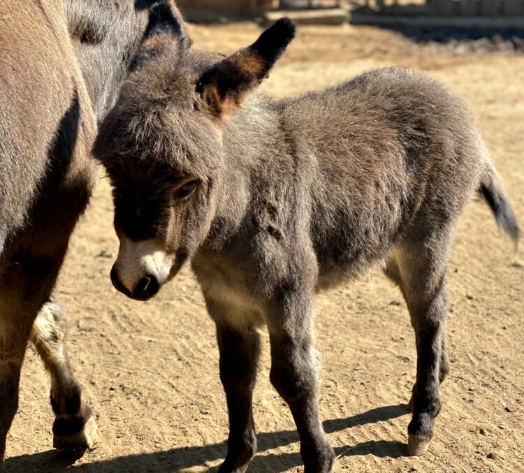 Nace cría de burro africano en el Zoológico de Morelia