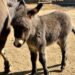 Nace cría de burro africano en el Zoológico de Morelia
