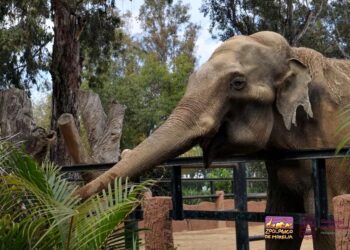 Zoológico de Morelia invita a conocer 10 atractivos y vivir una aventura inolvidable