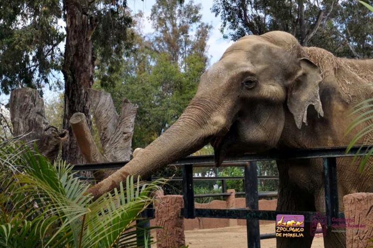 Zoológico de Morelia invita a conocer 10 atractivos y vivir una aventura inolvidable