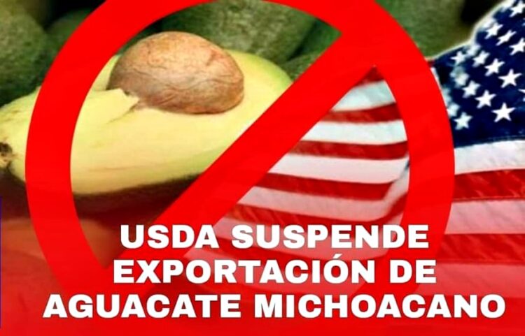 Respalda Gobierno de Michoacán a productores y empacadores exportadores de aguacate