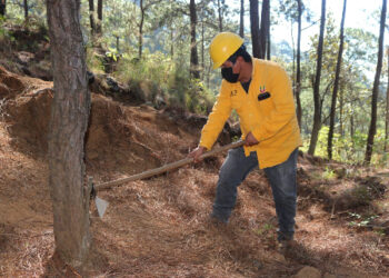 Gobierno del Bien trabaja en la prevención de incendios forestales