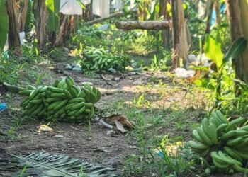 Tirarán productores Coahuayana más de 12 mil 500 toneladas de plátano canelo
