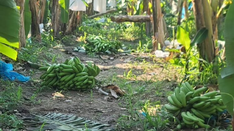 Tirarán productores Coahuayana más de 12 mil 500 toneladas de plátano canelo