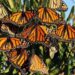Comienza arribo de mariposas monarca