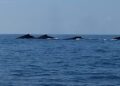 Avistaron el fin  de semana a grupo de ballenas frente a costa de Coahuayana