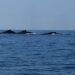 Avistaron el fin  de semana a grupo de ballenas frente a costa de Coahuayana
