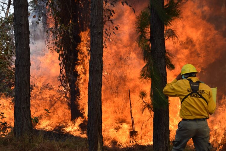 Combate el Gobierno de Tingambato incendios forestales: Marisol López
