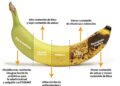 Los tiempos de madurez del plátano