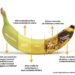 Los tiempos de madurez del plátano