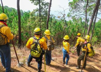 Un éxito en Uruapan Programa Municipal de Restauración y Reforestación