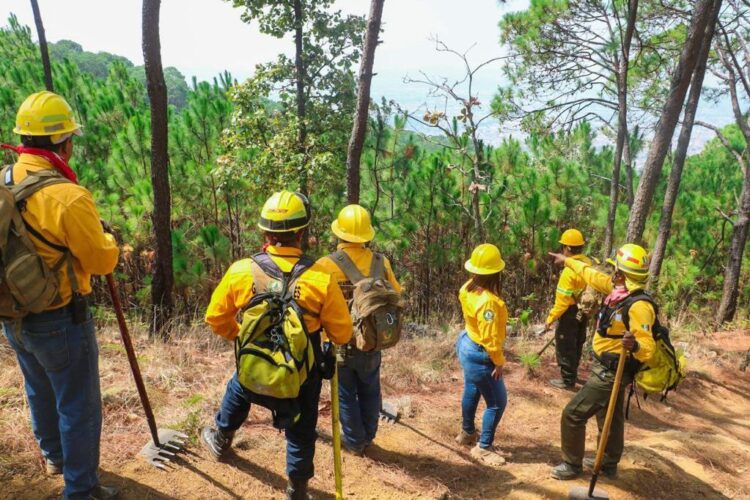 Un éxito en Uruapan Programa Municipal de Restauración y Reforestación