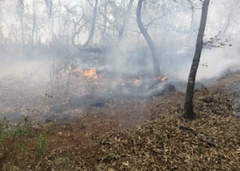 Incendio forestal en Villa Jiménez, controlado con helicóptero: Cofom