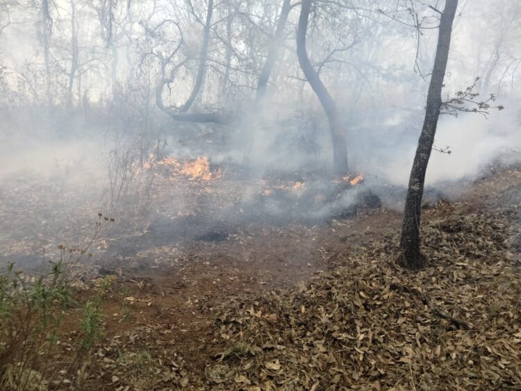Incendio forestal en Villa Jiménez, controlado con helicóptero: Cofom