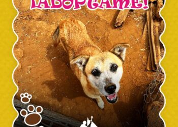 Gobierno Municipal de Pátzcuaro te inivta a adoptar