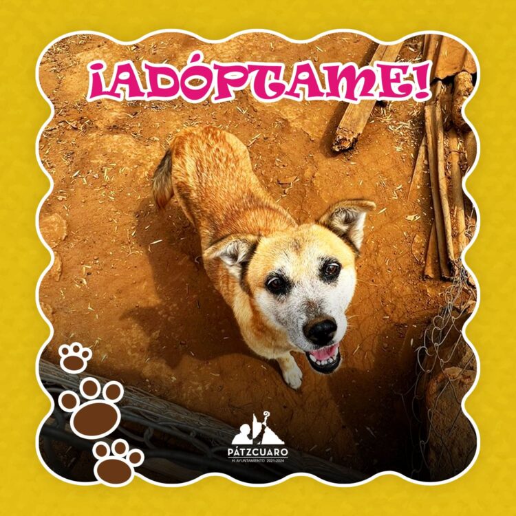 Gobierno Municipal de Pátzcuaro te inivta a adoptar