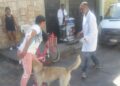 Inicia Uruapan jornada de vacunación canina y felina en colonias populares