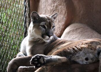 Zoológico de Morelia cumple 53 años de contribuir a la preservación de especies