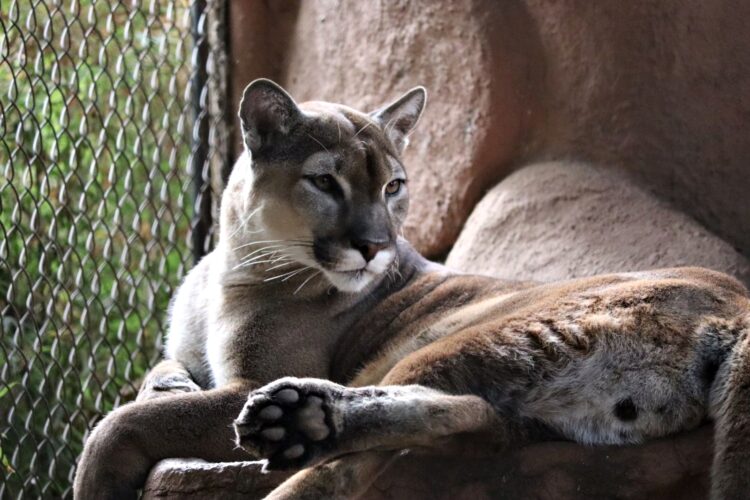 Zoológico de Morelia cumple 53 años de contribuir a la preservación de especies