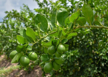 Reanudan corte de limón en el Valle de Apatzingán con 300 toneladas del fruto