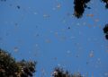 Se espera medio millón de visitantes en santuarios de mariposa Monarca: Sectur