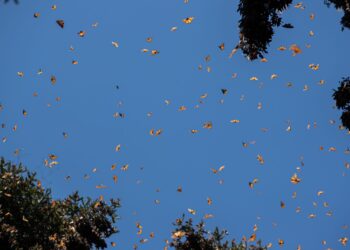 Se espera medio millón de visitantes en santuarios de mariposa Monarca: Sectur