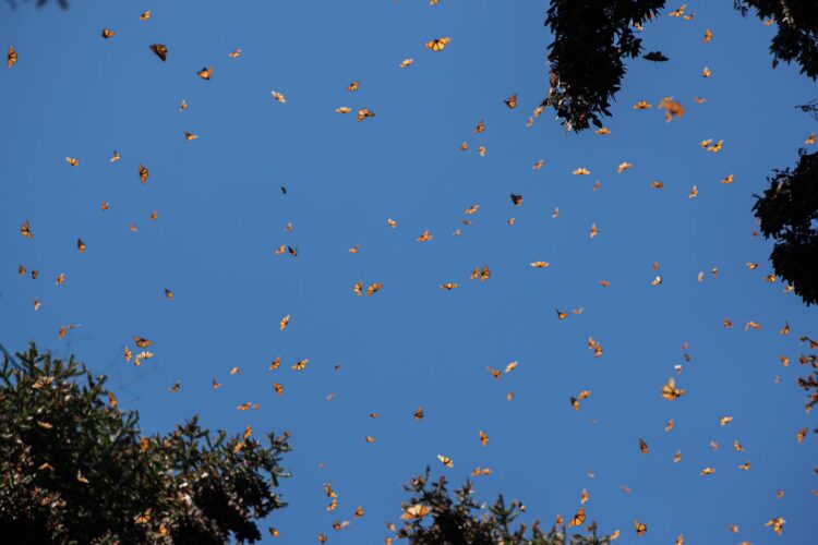 Se espera medio millón de visitantes en santuarios de mariposa Monarca: Sectur