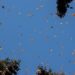 Se espera medio millón de visitantes en santuarios de mariposa Monarca: Sectur