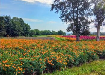 Flor de cempasúchil, símbolo ancestral de la Noche de Muertos en Michoacán