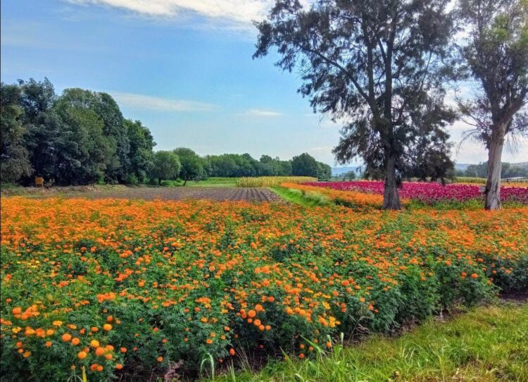 Flor de cempasúchil, símbolo ancestral de la Noche de Muertos en Michoacán