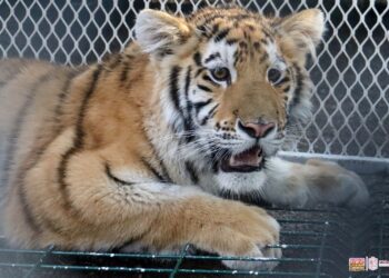 Conoce a las tiernas y salvajes crías de león y tigre en el Zoológico de Morelia