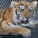 Conoce a las tiernas y salvajes crías de león y tigre en el Zoológico de Morelia