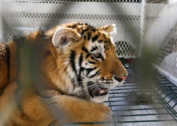 Llegaron al zoológico de Morelia los tres cachorros de felinos recién rescatados