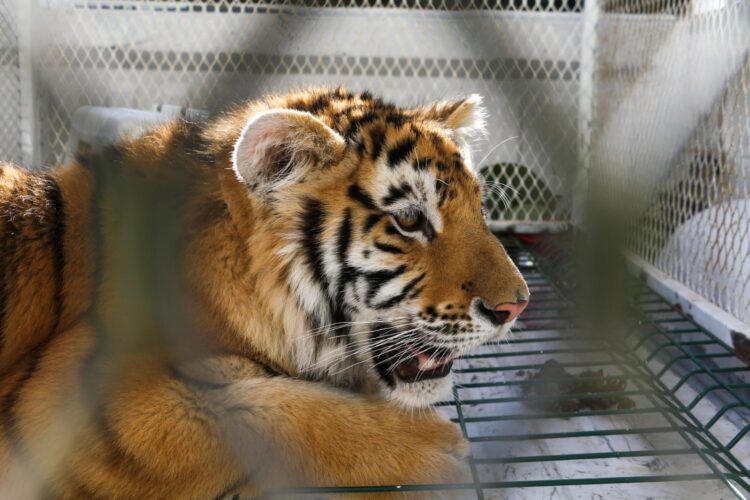 Llegaron al zoológico de Morelia los tres cachorros de felinos recién rescatados
