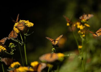 Santuarios de la Monarca en Michoacán, a la espera de más de 500 mil visitantes