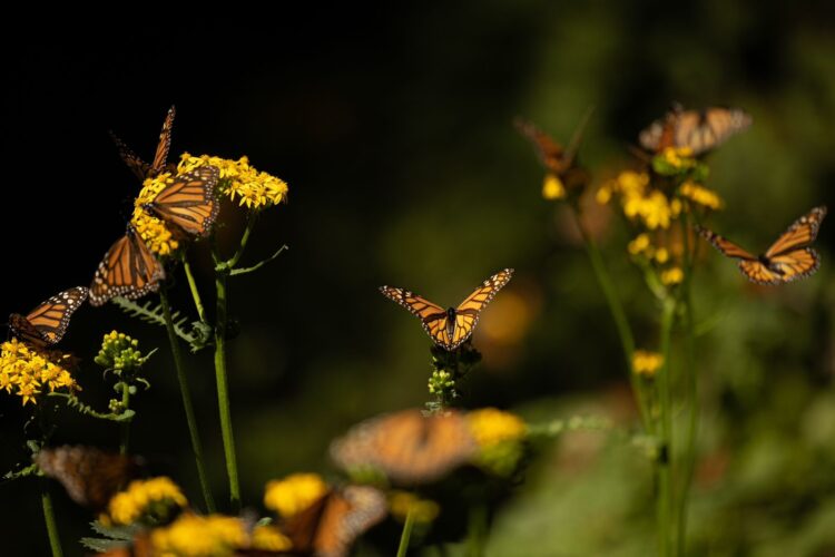 Santuarios de la Monarca en Michoacán, a la espera de más de 500 mil visitantes