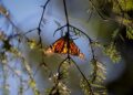 La Mariposa Monarca llega nuevamente a su cita en los bosques de Michoacán