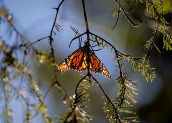 La Mariposa Monarca llega nuevamente a su cita en los bosques de Michoacán