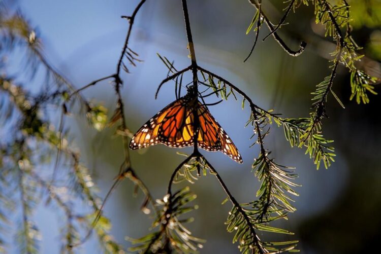 La Mariposa Monarca llega nuevamente a su cita en los bosques de Michoacán