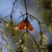 La Mariposa Monarca llega nuevamente a su cita en los bosques de Michoacán