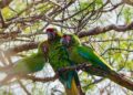 Del verde olivo al verde guacamaya; apoya conservación de ave en peligro