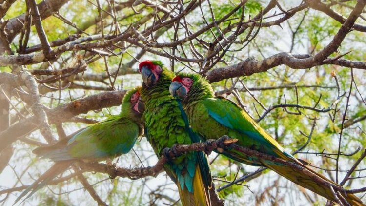 Del verde olivo al verde guacamaya; apoya conservación de ave en peligro