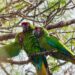 Del verde olivo al verde guacamaya; apoya conservación de ave en peligro